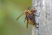 hoornaar (vespa crabo) 10-2024 1072